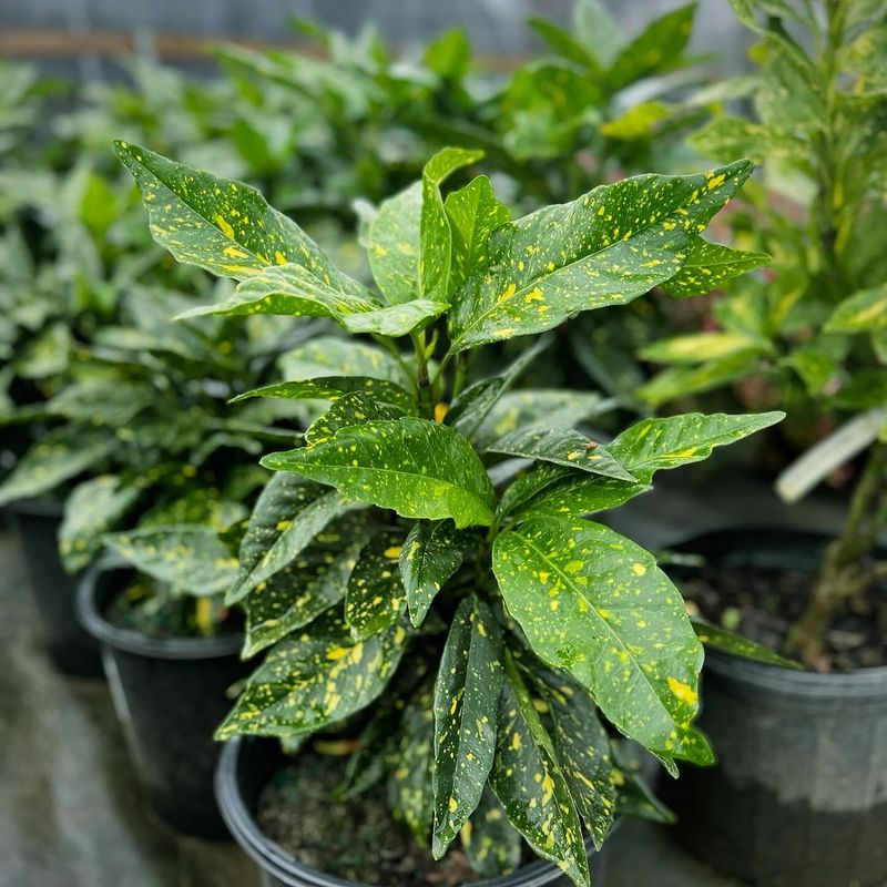 Aucuba japonica