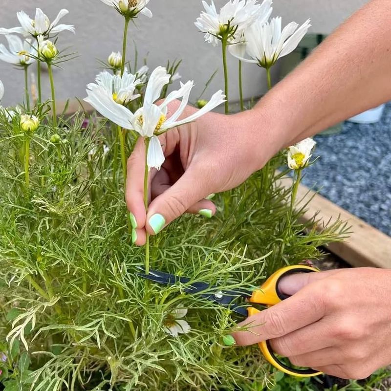 August: Deadheading Blooms