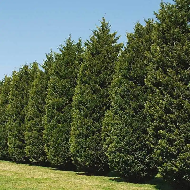 Leyland Cypress