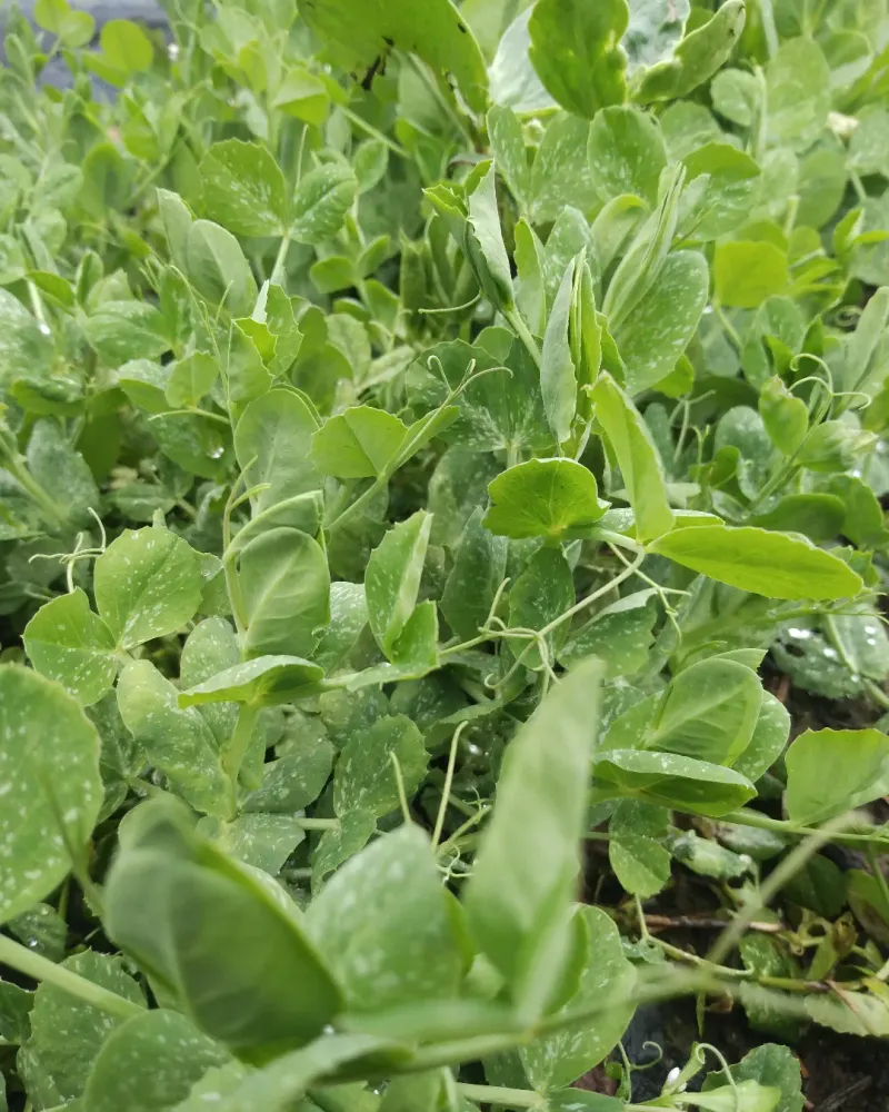 Austrian Winter Pea