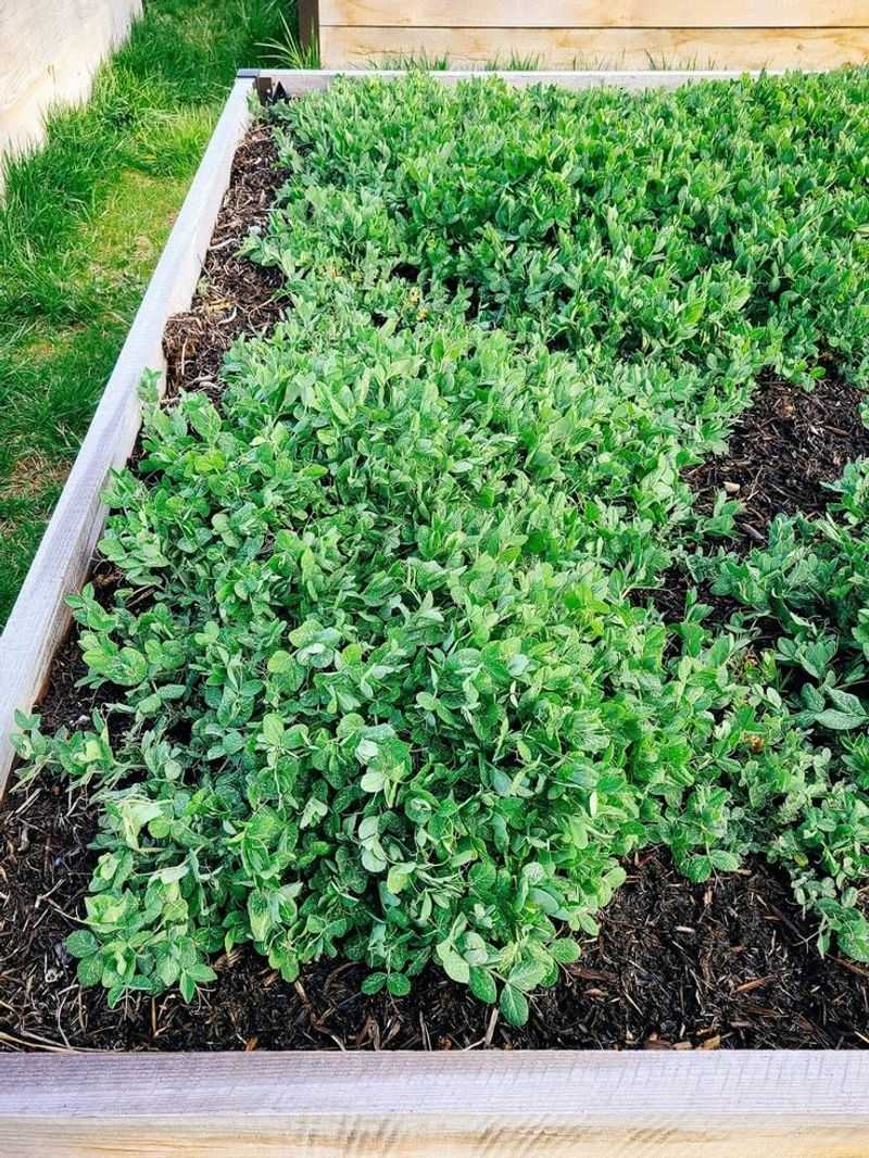 Austrian Winter Peas