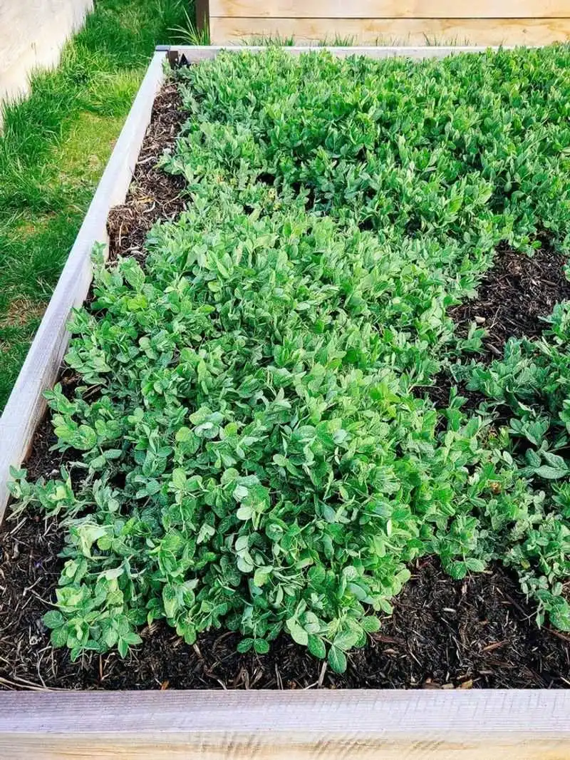 Austrian Winter Peas