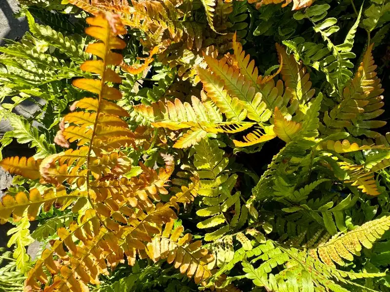 Autumn Fern