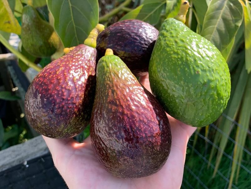 Avocado