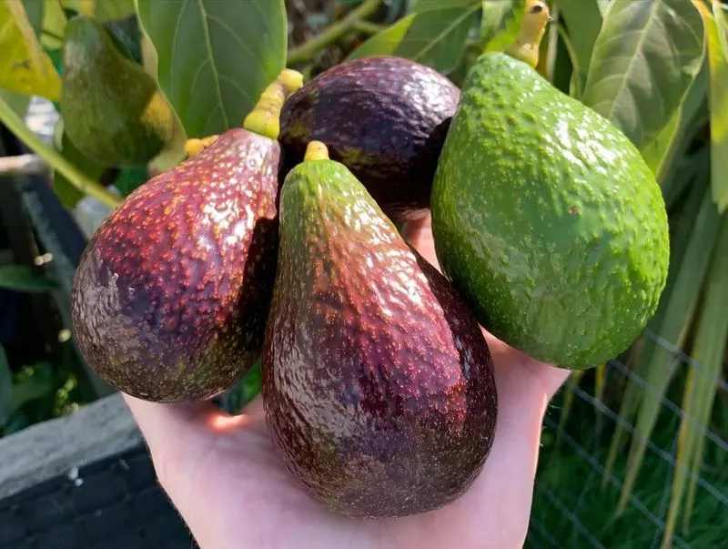 Avocado