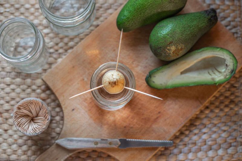 Avocado Pits
