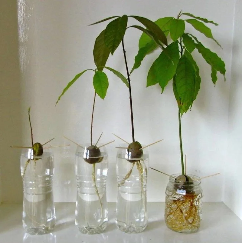 Avocado Pits