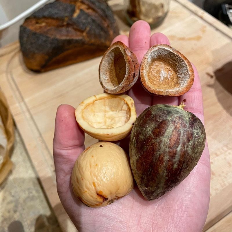 Avocado Seed Sprouting