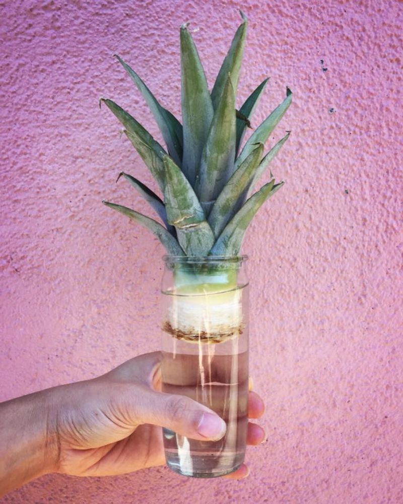 Pineapple Top Revival