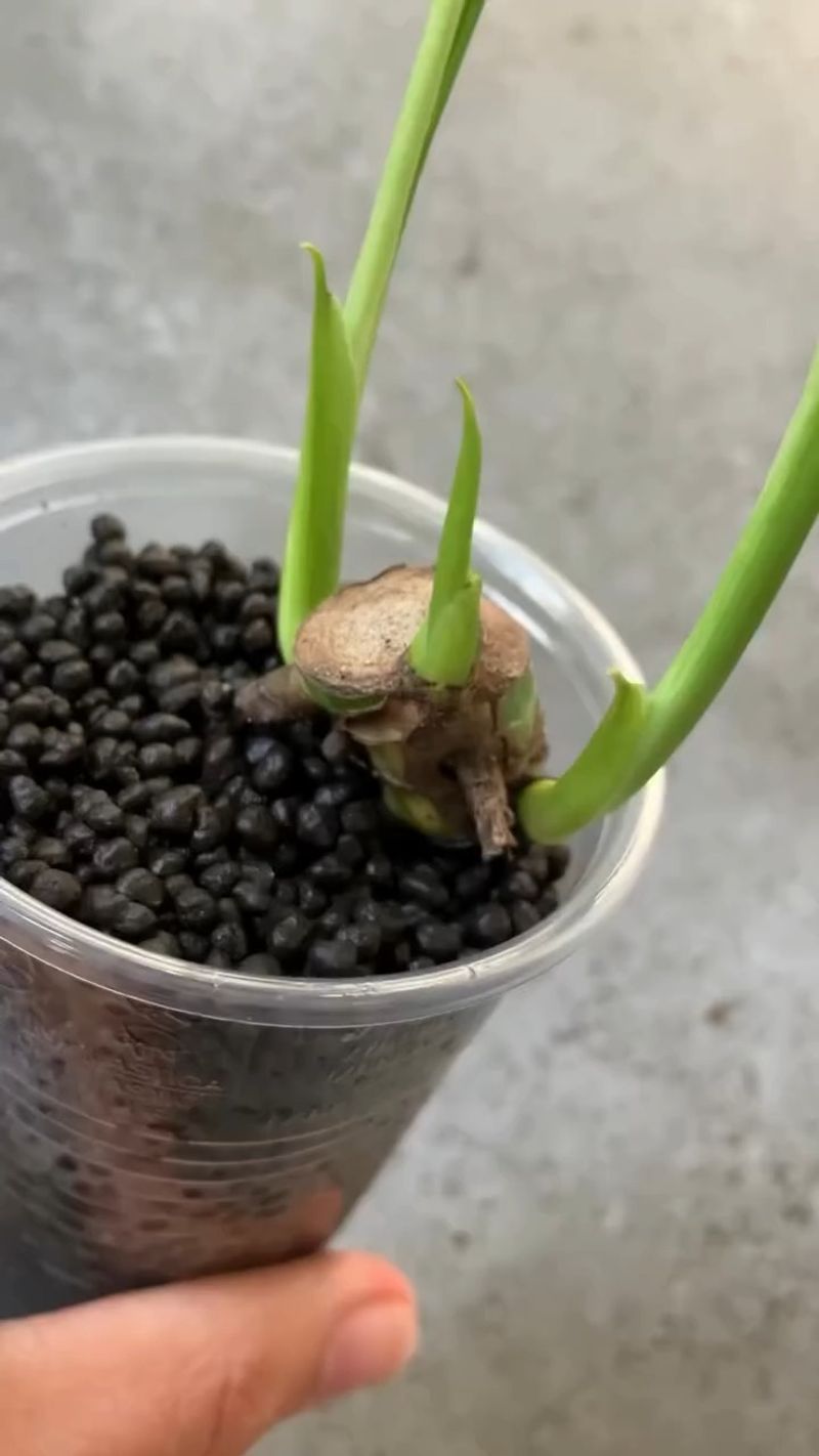 Avocado Seed to Tree