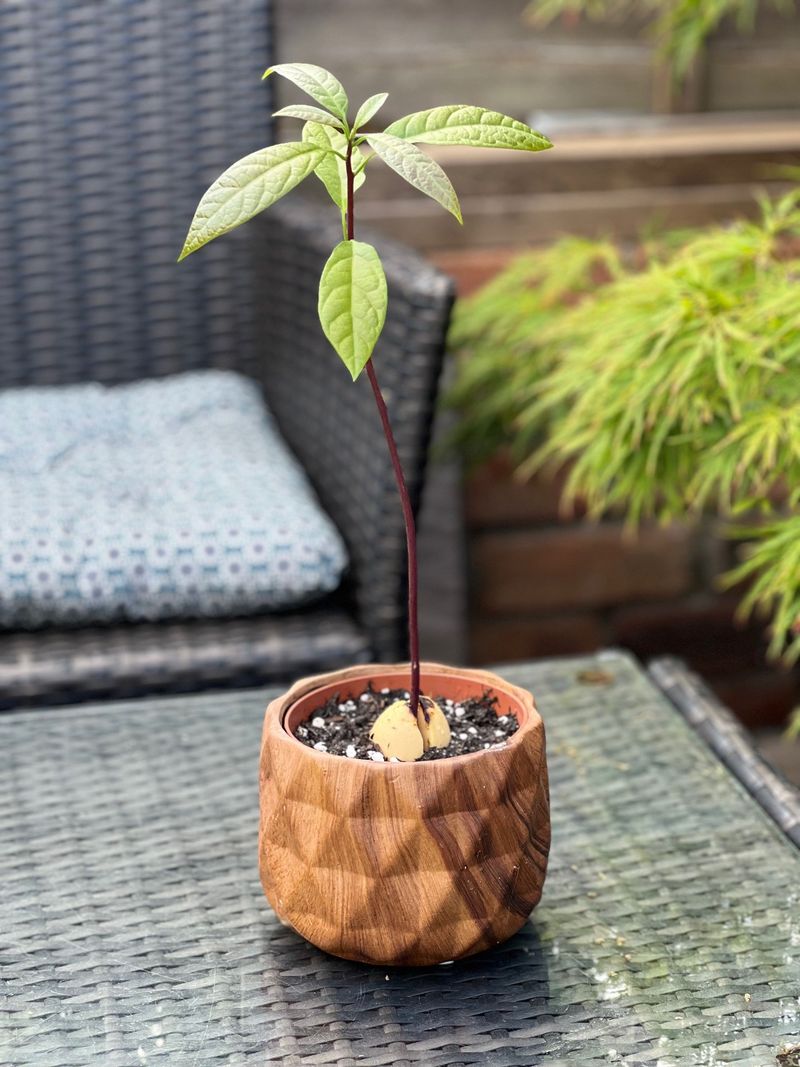Avocado Tree