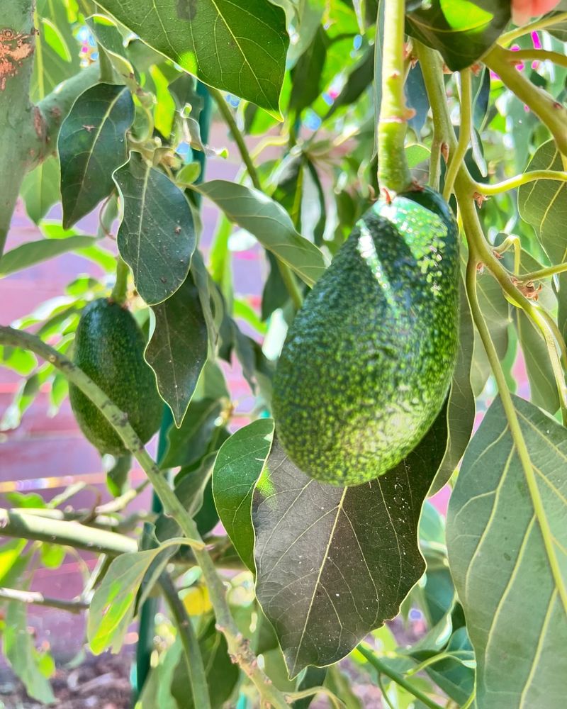 Avocado Tree