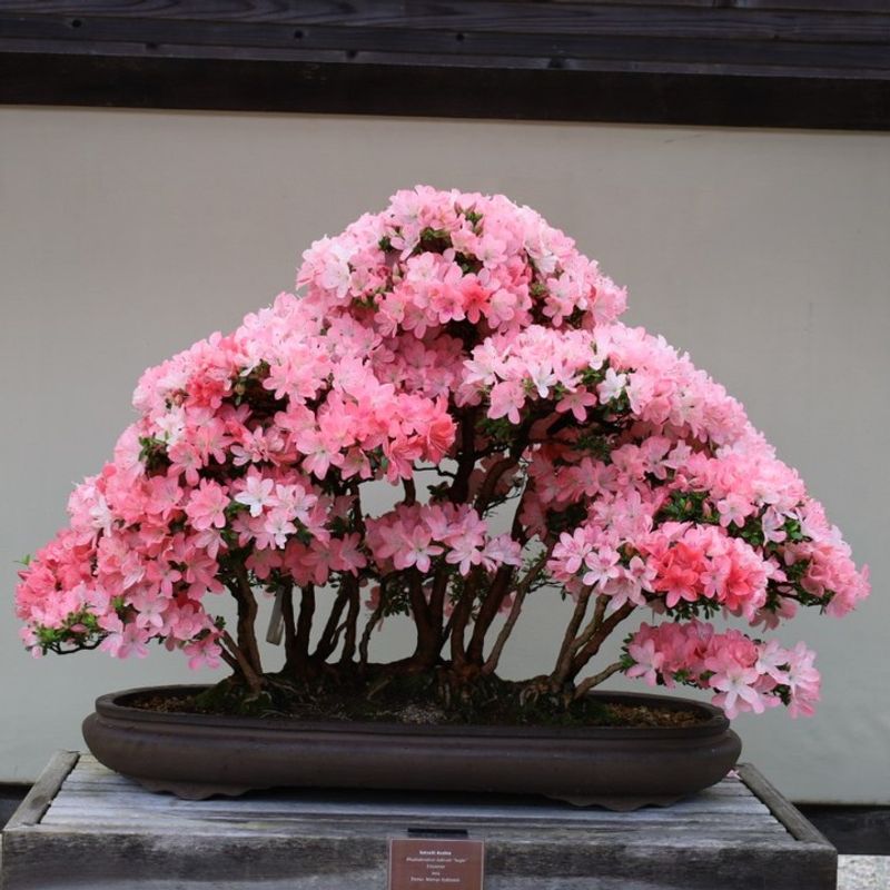Azalea
