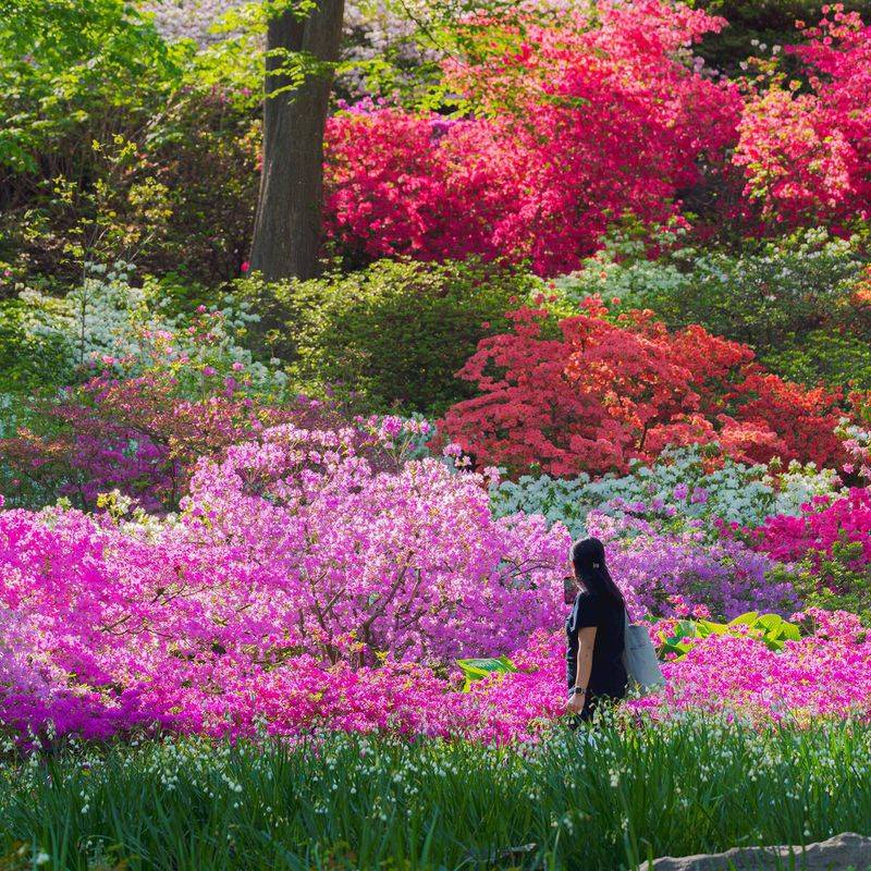 Azalea