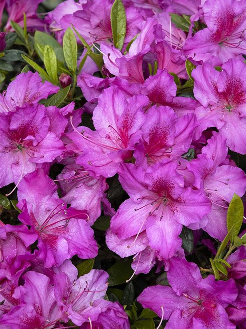 Azalea