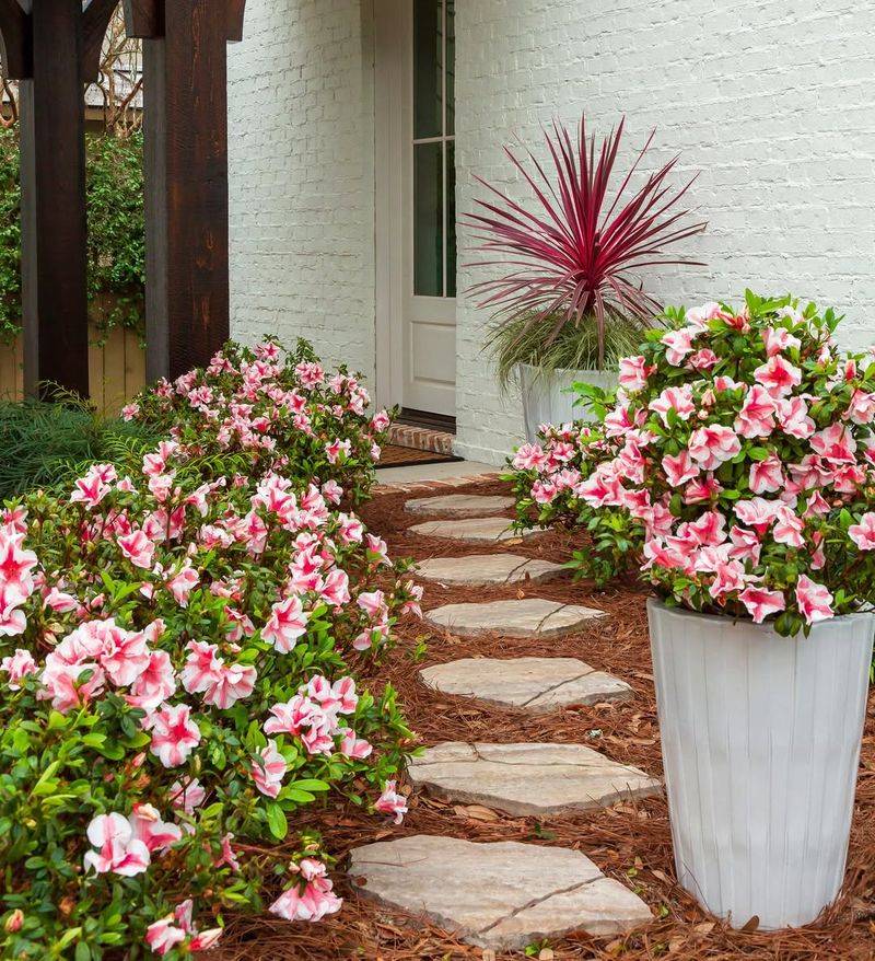 Azalea