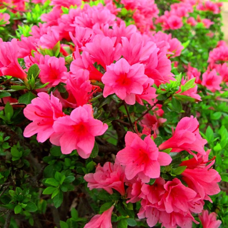 Azalea (Garden Struggle)