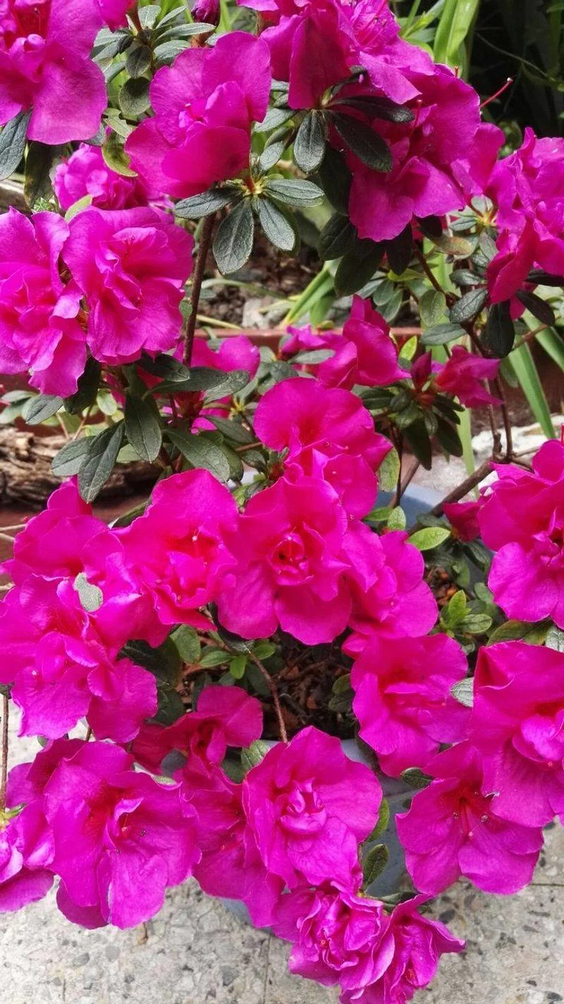 Azalea (Rhododendron spp.)