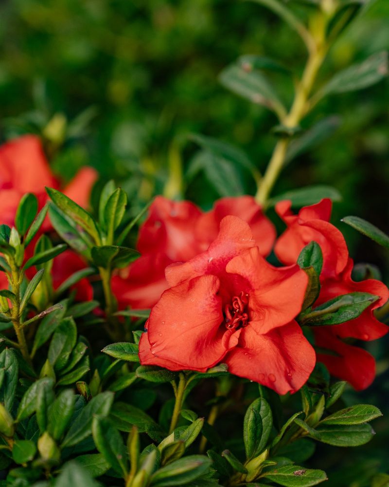 Azalea