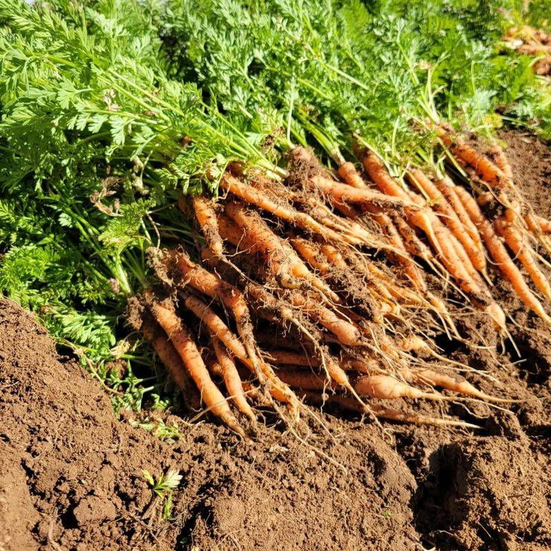Baby Carrots