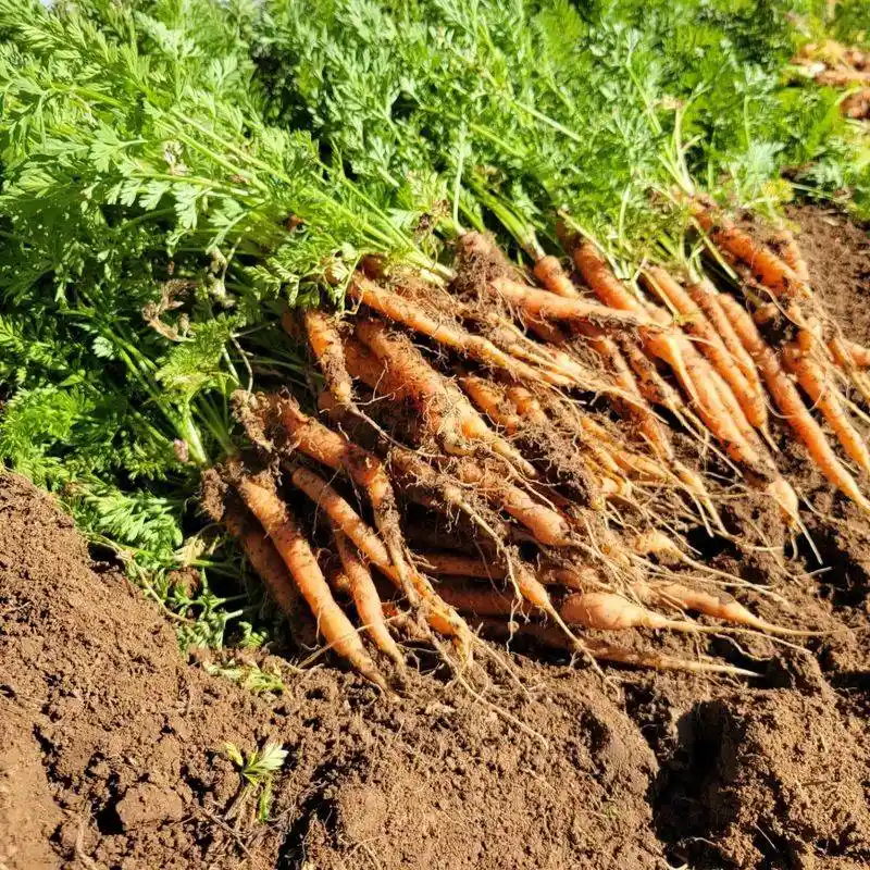 Baby Carrots