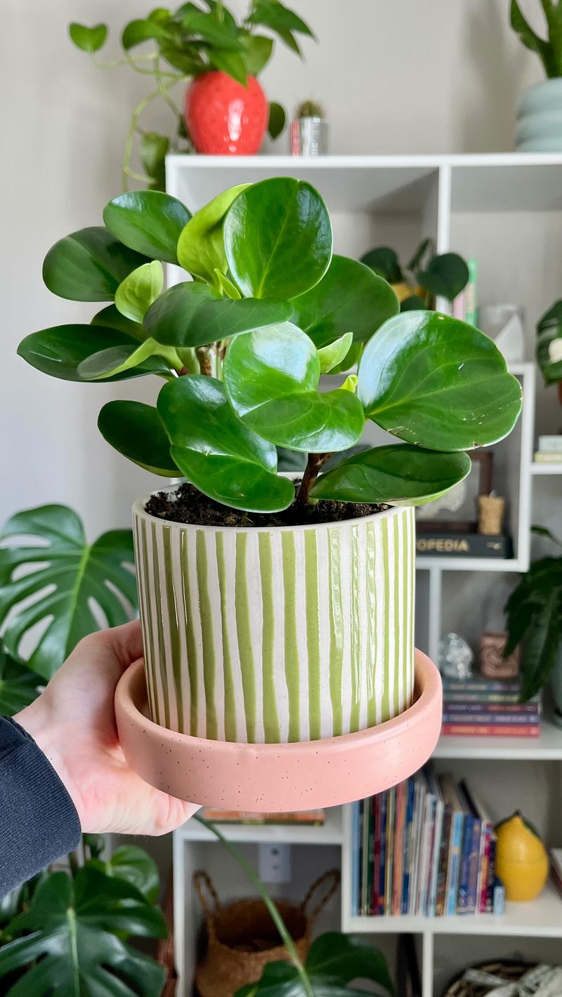 Baby Rubber Plant