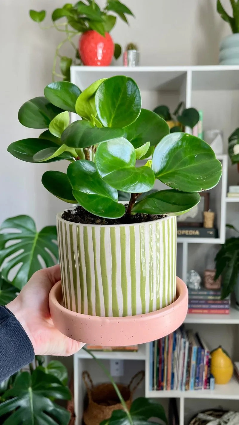 Baby Rubber Plant