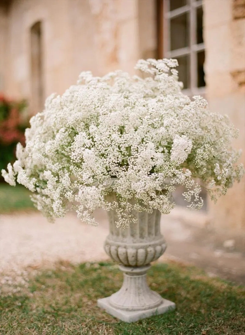 Baby's Breath