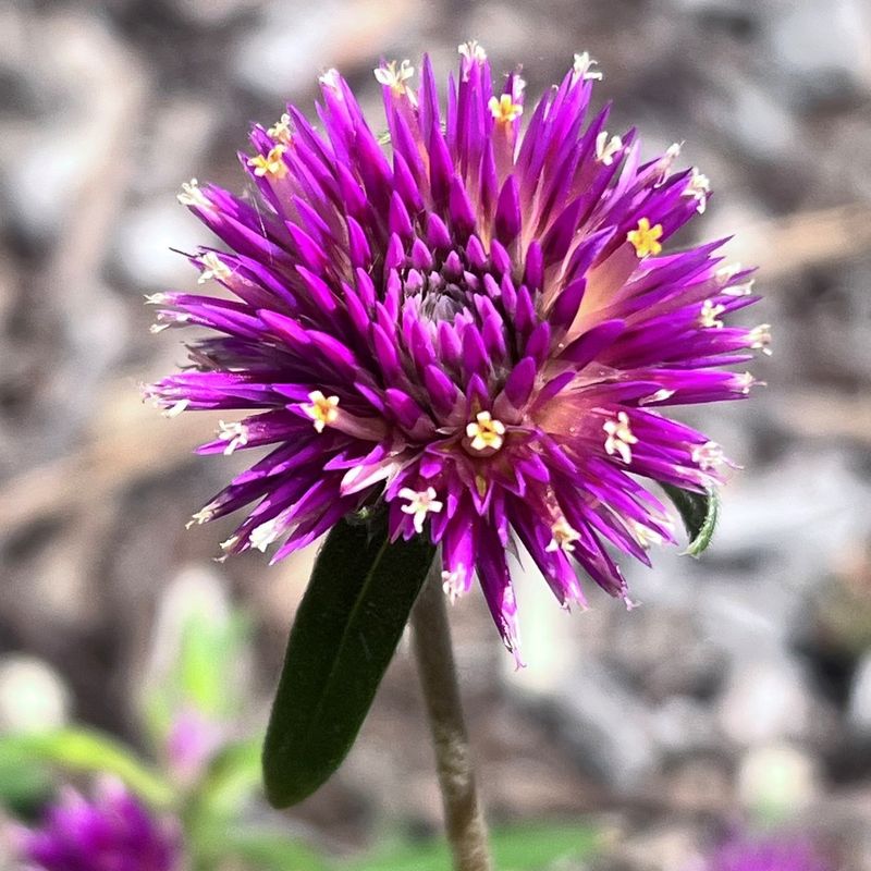 Bachelor's Buttons