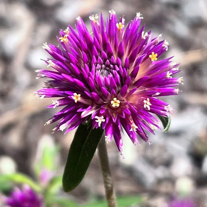 Bachelor's Buttons