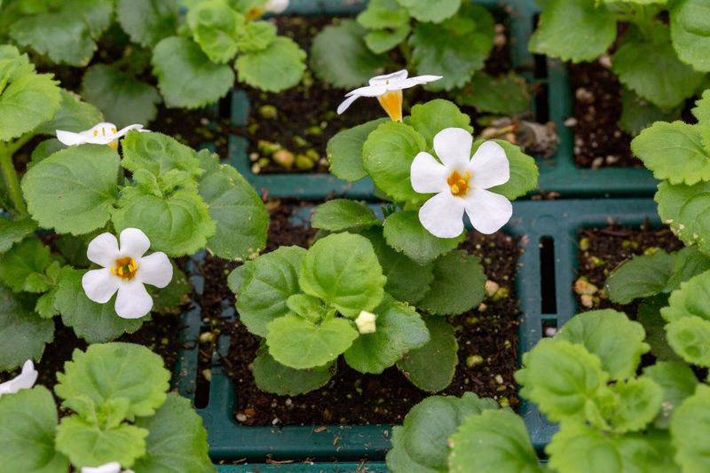 Bacopa