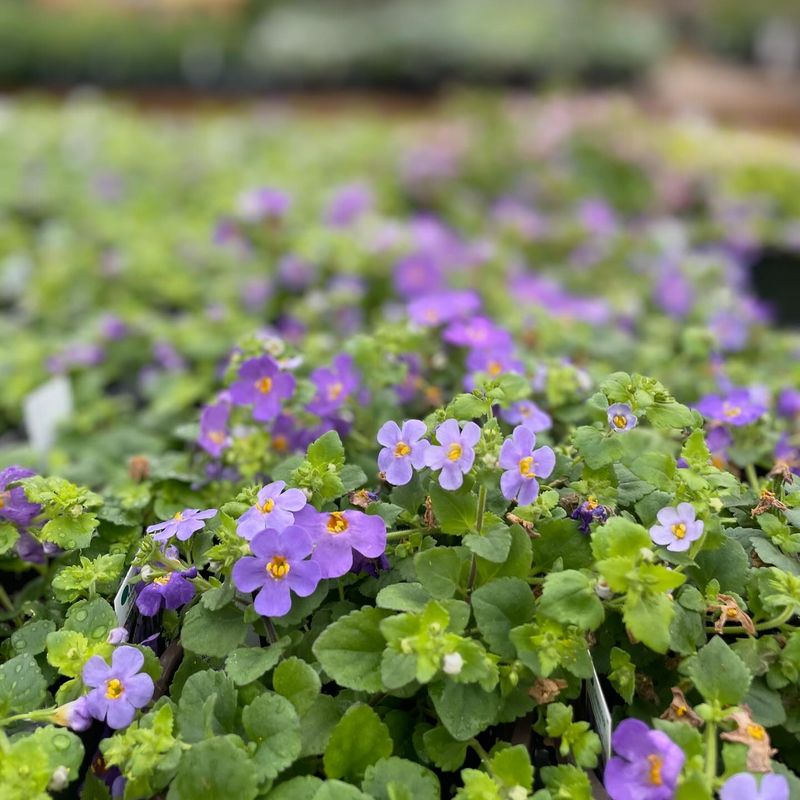 Bacopa