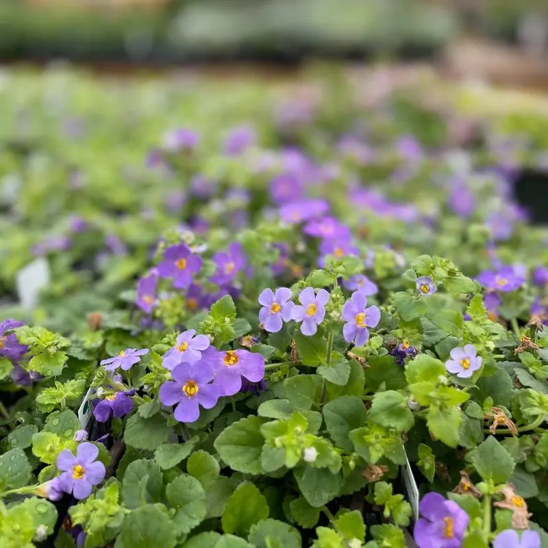 Bacopa