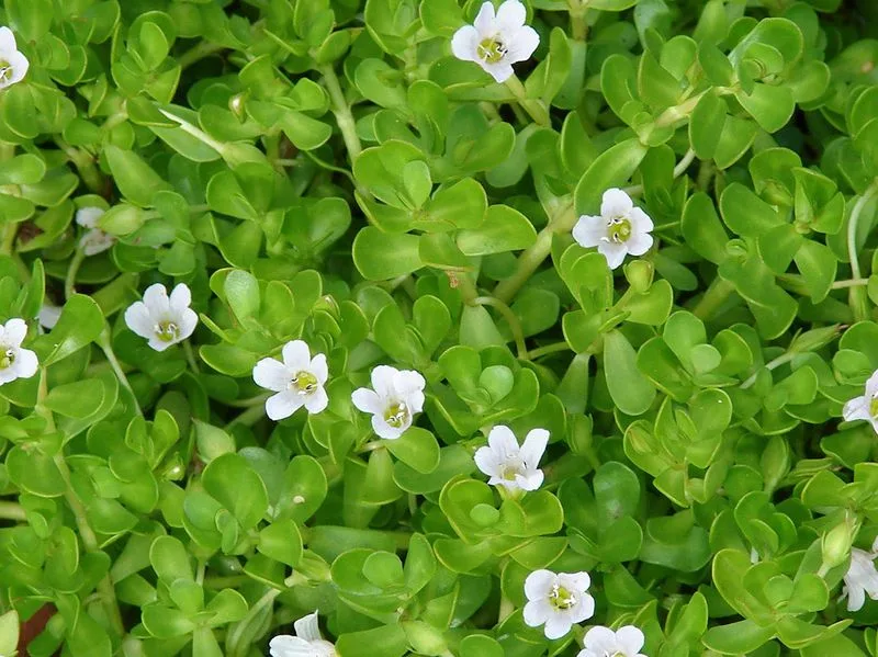 Bacopa Monnieri