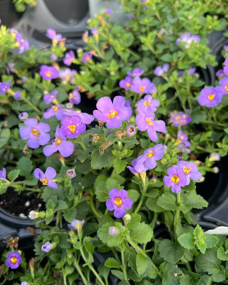 Bacopa