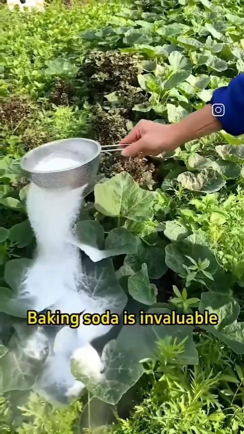 Baking Soda