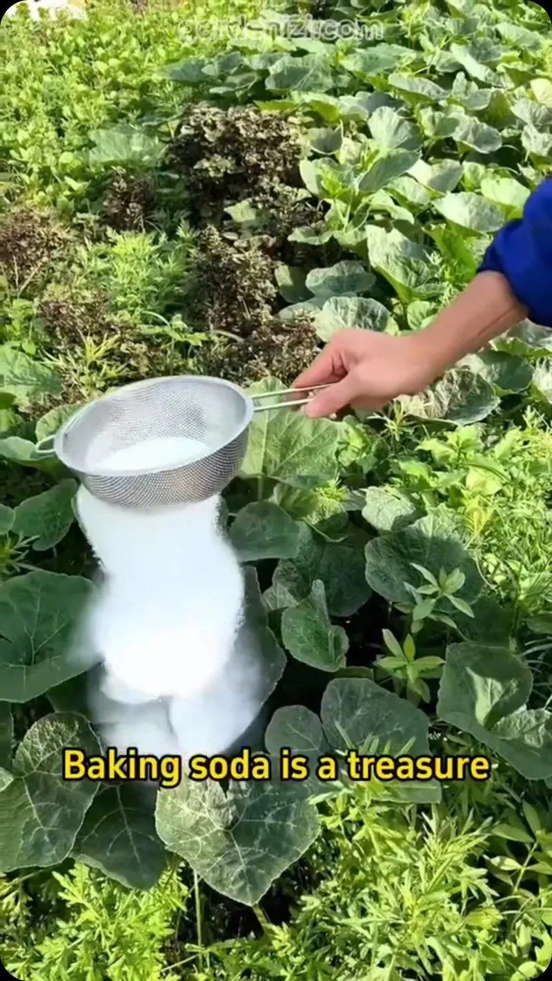 Baking Soda