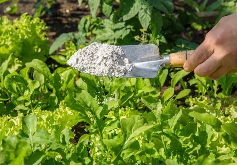 Baking Soda Mildew Control