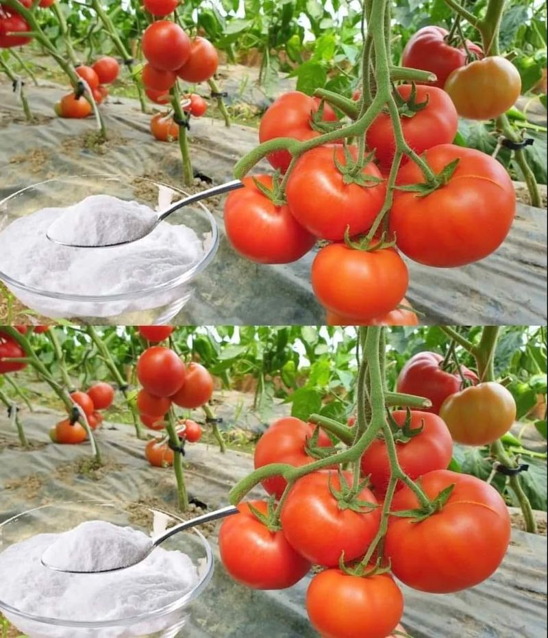 Baking Soda Solution