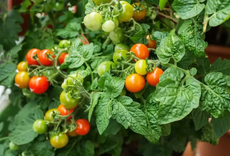 Baking Soda for Sweeter Tomatoes