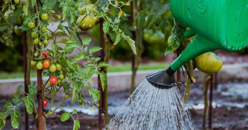 Consistent Watering Schedule