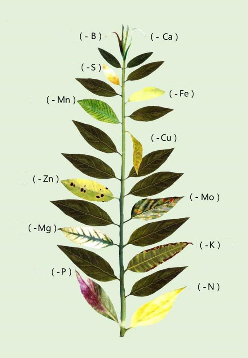 Spotting Signs of Deficiency