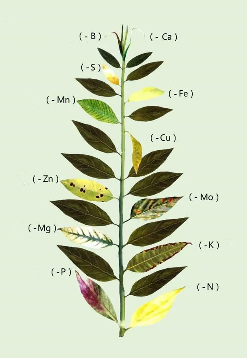 Spotting Signs of Deficiency