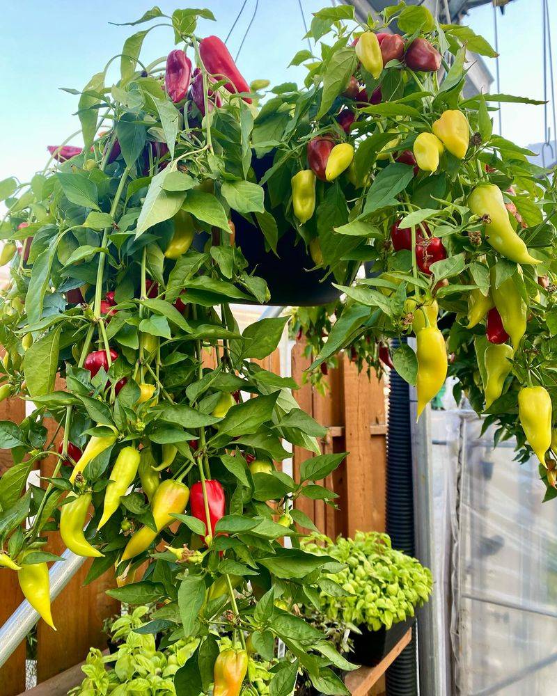 Balcony Pepper Pots