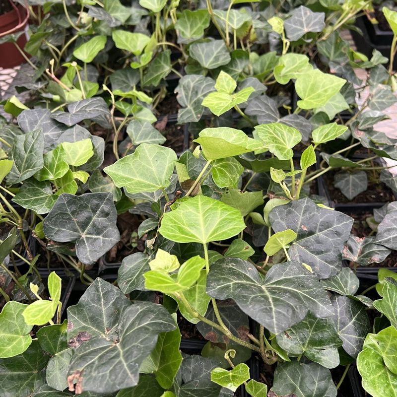 Baltic Ivy