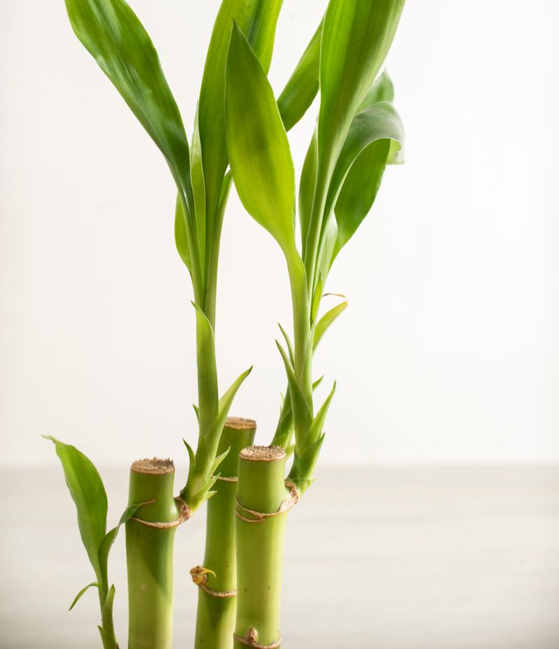 Bamboo