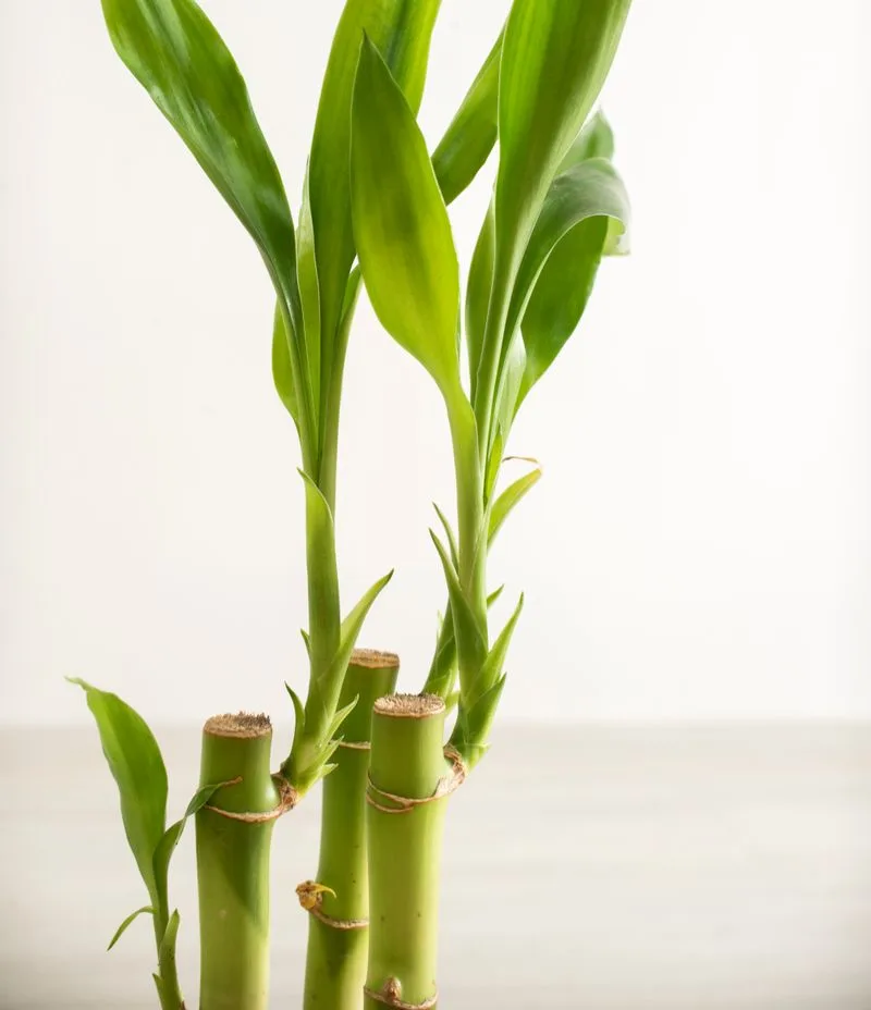 Bamboo