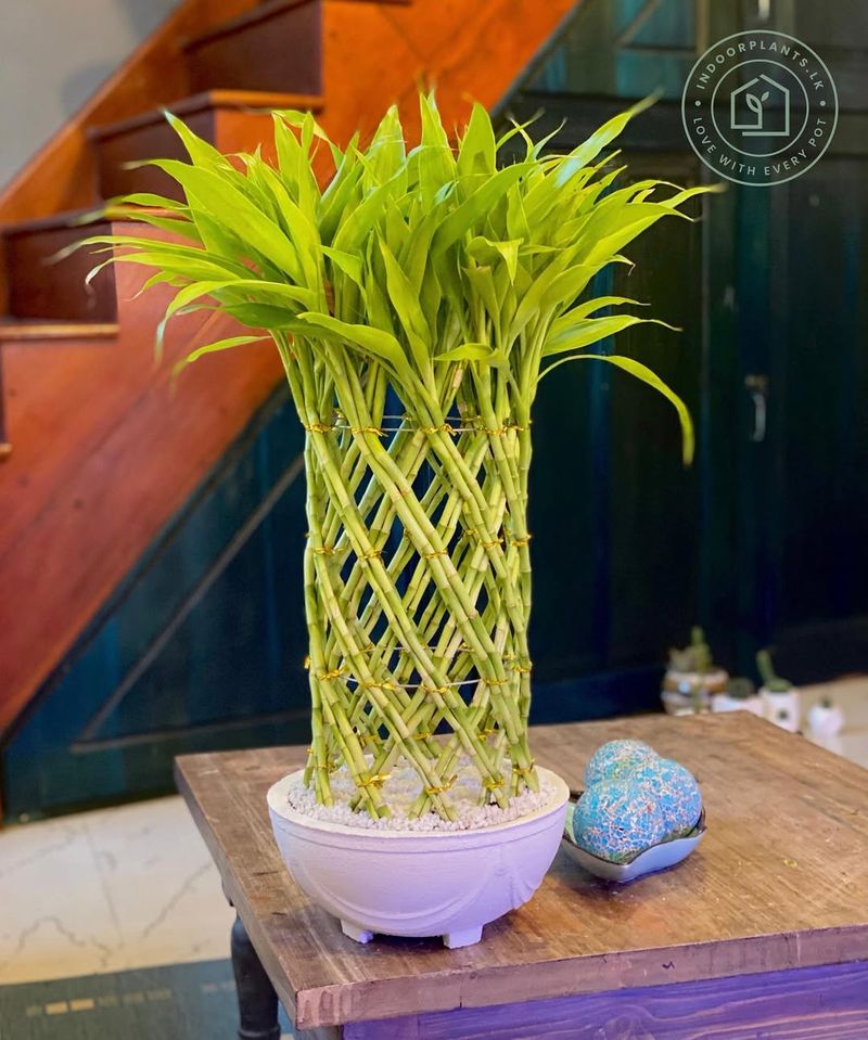 Bamboo