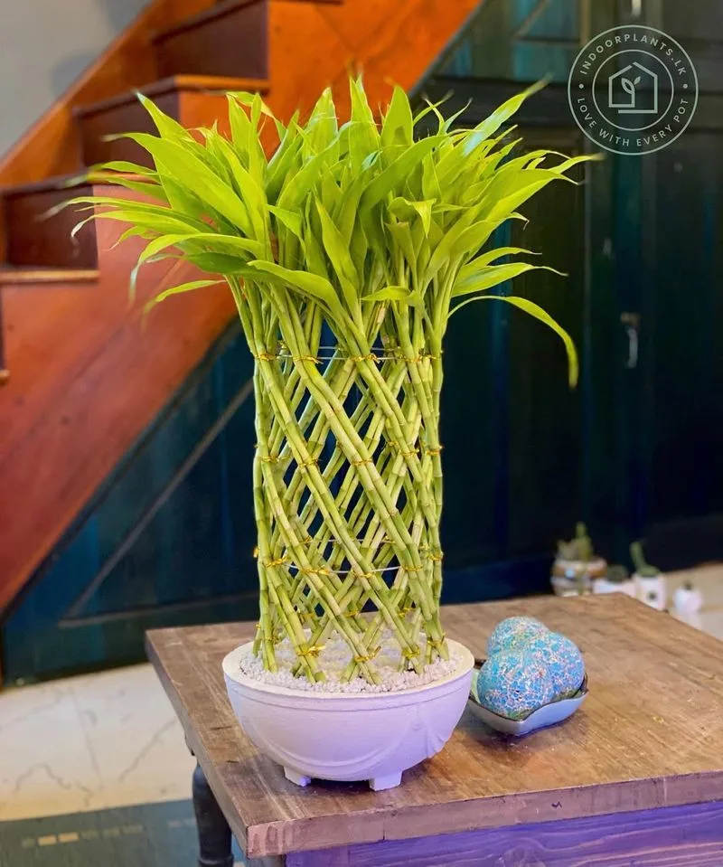 Bamboo