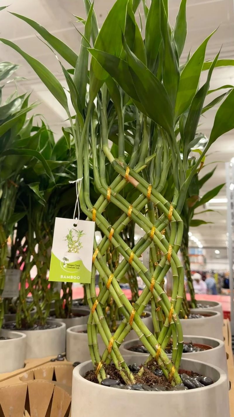 Bamboo